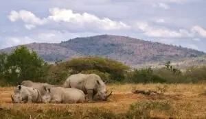 herd of gray Rhinoceros resting on ground during day