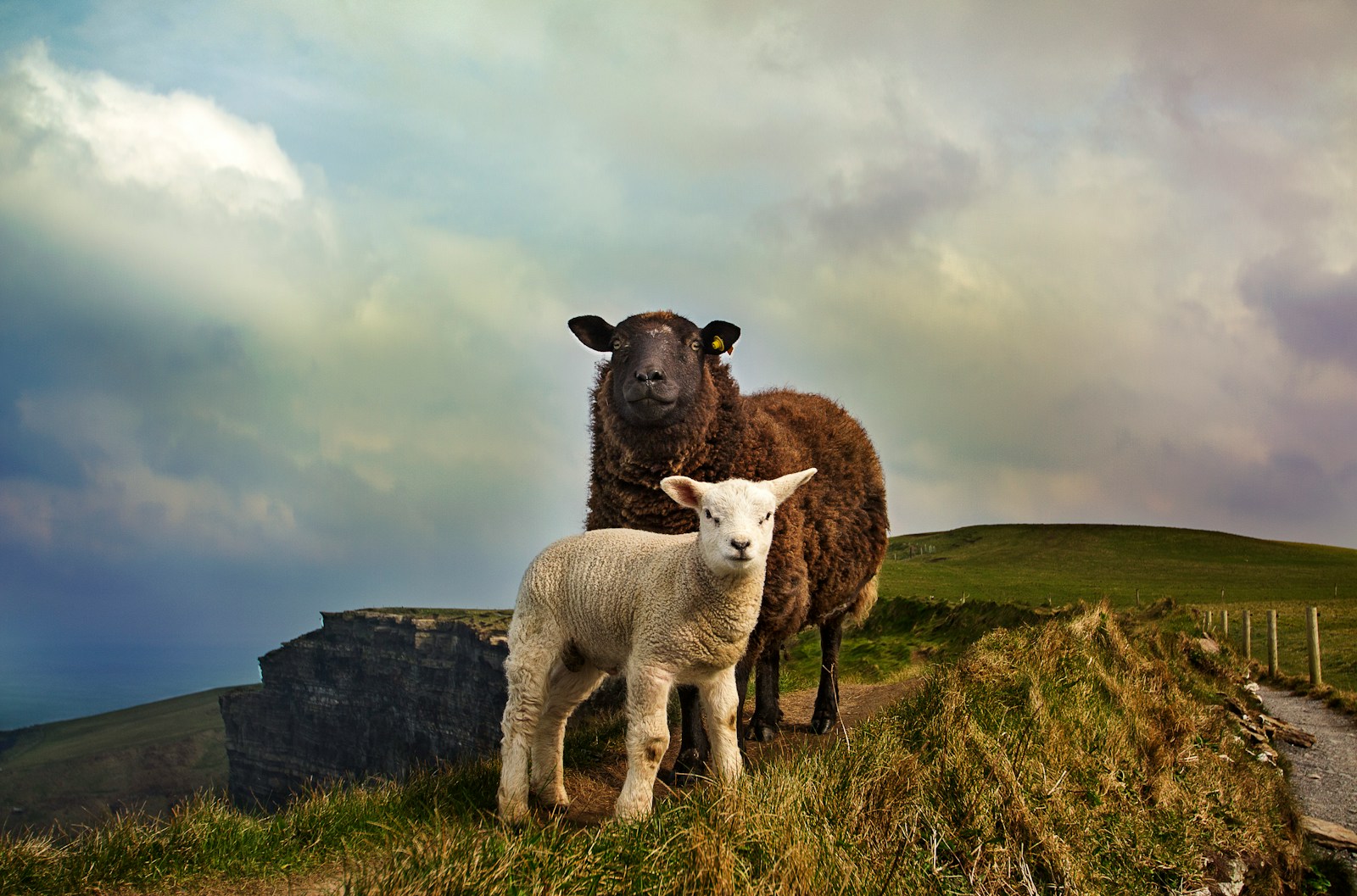 Ireland Heartlands young and adult sheep standing on mountain