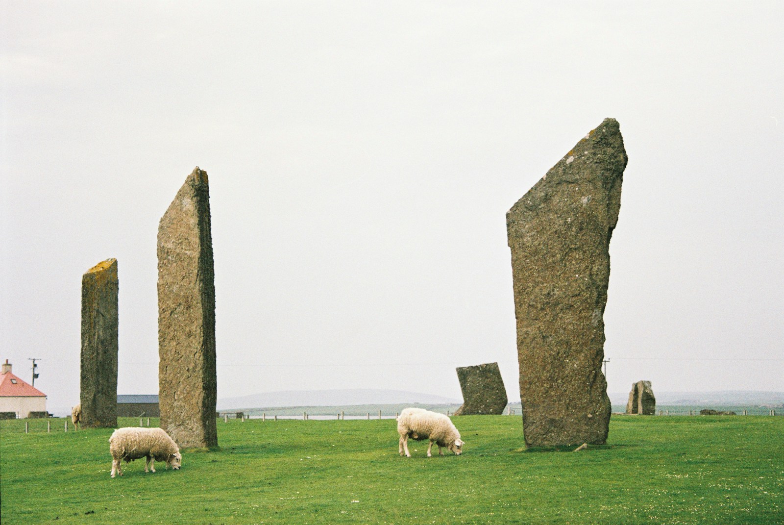 Orkney Islands two sheep beside rock formation