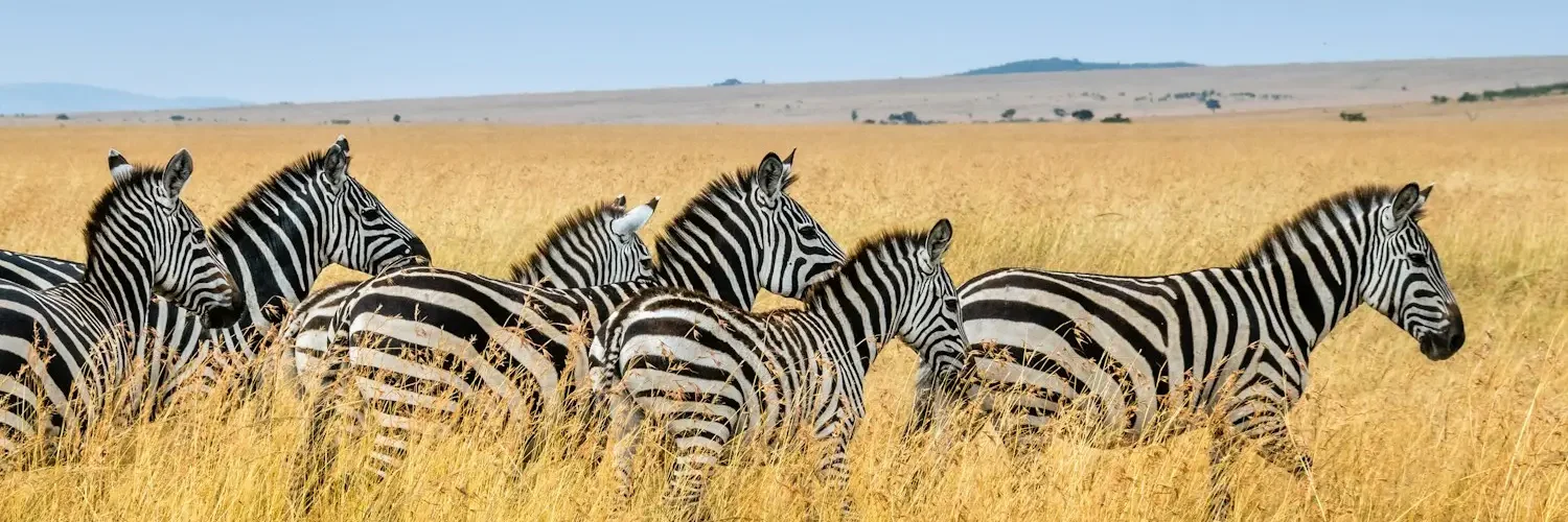 Africa group of zebra walking on wheat field